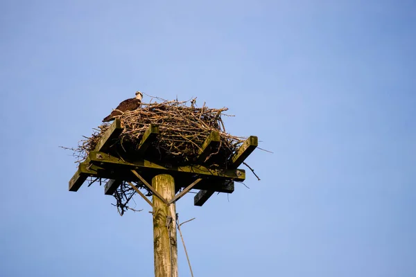 Wild Bird Osprey Eagle Seat Big Nest — Stock Photo, Image