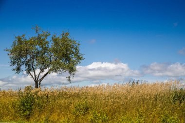 Bir ağaç ve bulutlu gökyüzü arkaplanlı doğa alanı