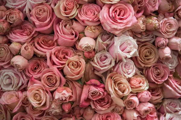Roses wall background. Nature, fresh pink wedding flowers. Soft tone