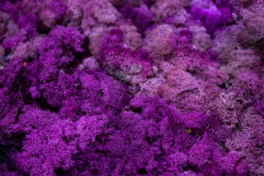  Mor yosun arkaplanı. Doğa soyut