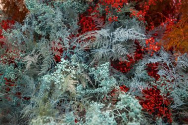 farklı renk çiçeklerin arka planı. Doğa soyut