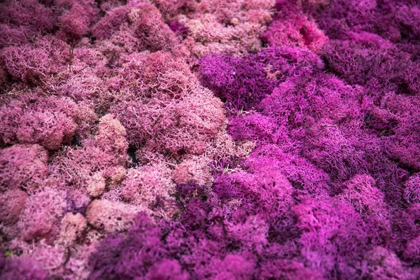  Mor yosun arkaplanı. Doğa soyut