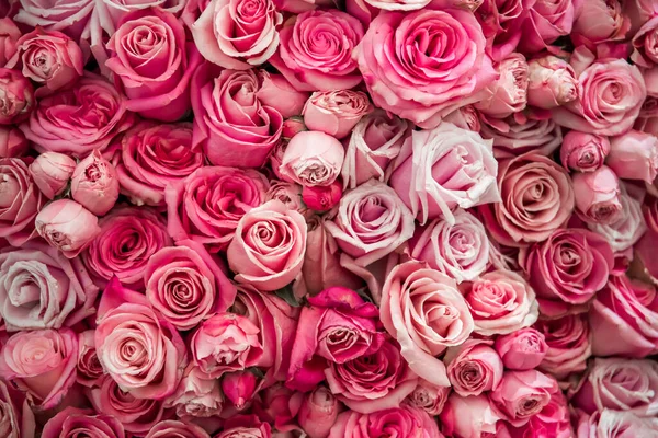 Roses Vägg Bakgrund Natur Färska Rosa Bröllop Blommor — Stockfoto