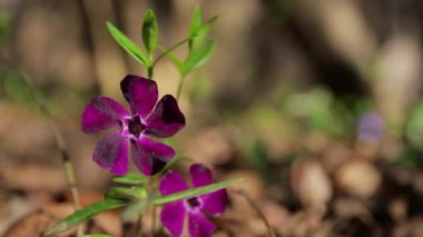 Güzel menekşe, beş yıldız şeklinde çiçekler. Vinca minör 'Atropurpurea', ya da mor menekşe - baharda bahçede yetişmeyen, yemyeşil bir çiçek. Doğanın çiçek arkaplan görüntüsü. Kapatın. 