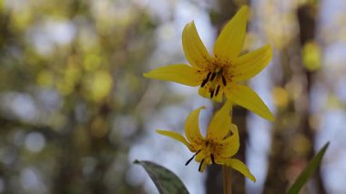 Sarı çiçek rüzgarda hafifçe sallanıyor, Erythronium den-canis. Gölge ve güneş ışınları bulanık bir arkaplanda parıldıyor. Bahar güneşli bir gün. Gerçek zamanlı, çiçekli makro arka plan