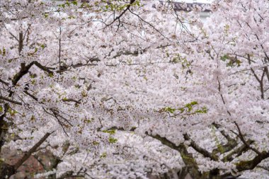 Kiraz çiçeği ağacında Tsuruga-jo Castle (sakura çiçek)