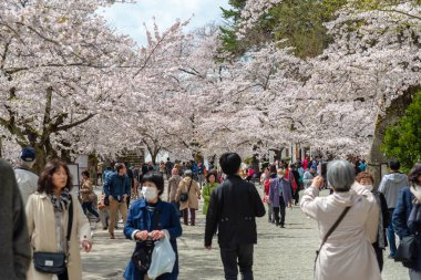 İnsanlar mutlu sakura çiçek görmek için yürüyüş