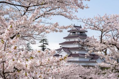 Sakura Tsuruga-jo Kalesi