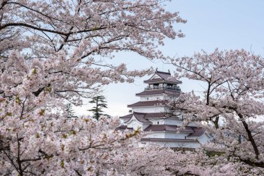 Sakura Tsuruga-jo Kalesi