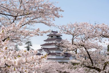 Sakura Tsuruga-jo Kalesi