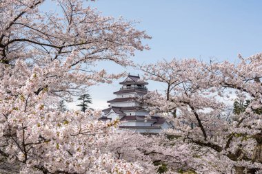 Sakura Tsuruga-jo Kalesi