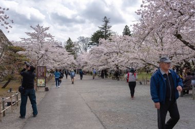 İnsanlar mutlu sakura çiçek görmek için yürüyüş