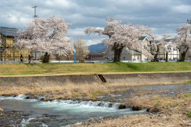 Sakura ağaçlar Nehri boyunca