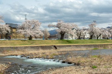 Sakura ağaçlar Nehri boyunca