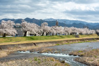 Sakura ağaçlar Nehri boyunca
