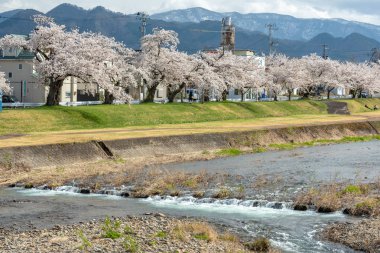 Sakura ağaçlar Nehri boyunca