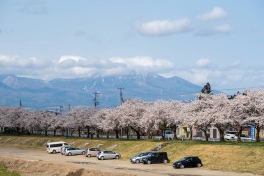 Sakura ağaçlar Nehri boyunca