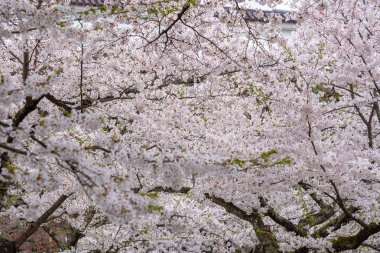 Kiraz çiçeği ağacında Tsuruga-jo Castle (sakura çiçek)