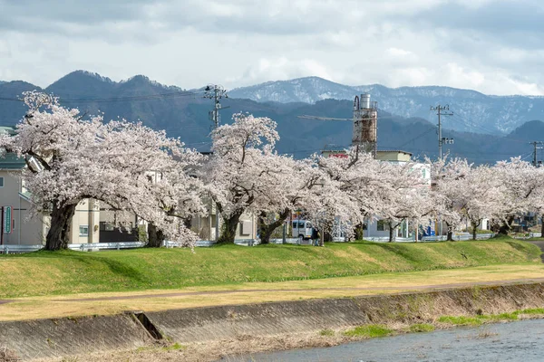 Sakura δέντρα κατά μήκος του ποταμού — Φωτογραφία Αρχείου