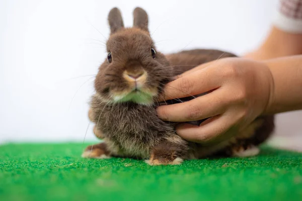 ウサギと緑の草 — ストック写真