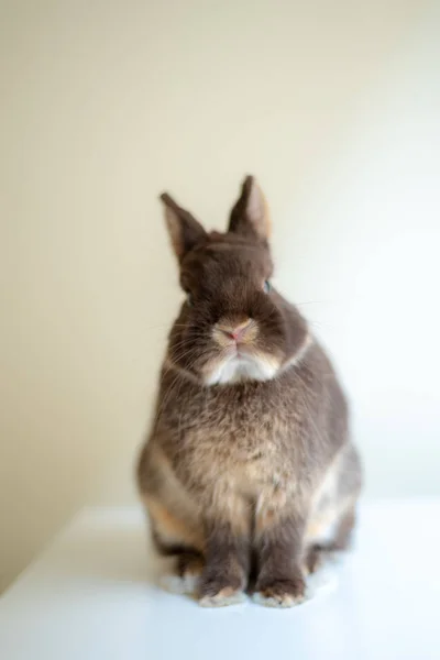 Konijntje op tafel — Stockfoto