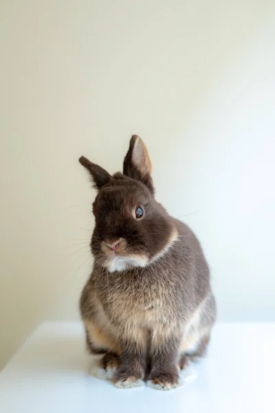 テーブルの上のウサギ — ストック写真