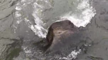 Hızlı dağ nehir su büyük bir taş akan ve bir köpük, su sıçramalarına, kabarcıklar ve swirls üretir. Portre.