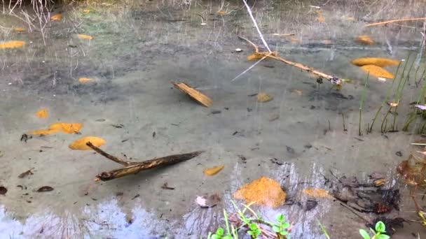 大きな石が湖の表面に落ちてくるとはね 泡波の多くを生成して水滴が空気を離れて飛んでいます スローモーション — ストック動画