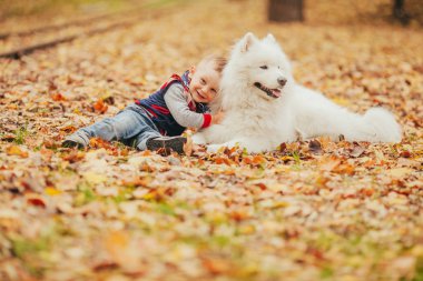 Küçük çocuk samoyed köpek yanında oturur ve onunla sonbaharda çalış