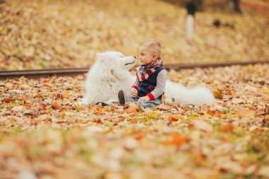 Küçük çocuk samoyed köpek yanında oturur ve onunla sonbaharda çalış