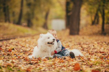 Küçük çocuk samoyed köpek yanında oturur ve onunla sonbaharda çalış