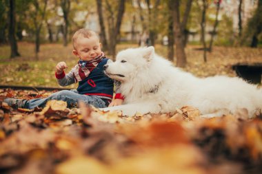 Küçük çocuk samoyed köpek yanında oturur ve onunla sonbaharda çalış