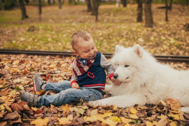Küçük çocuk samoyed köpek yanında oturur ve onunla sonbaharda çalış