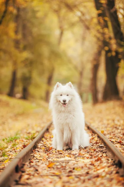 萨莫耶德的狗坐在秋天森林的铁轨之间. — 图库照片