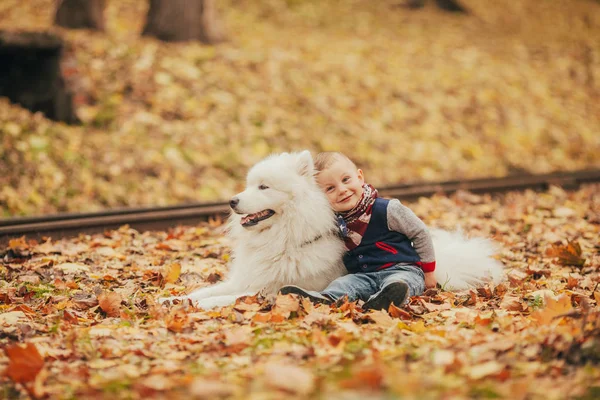 Menino senta-se ao lado do cão samoyed e brinca com ele no outono — Fotografia de Stock