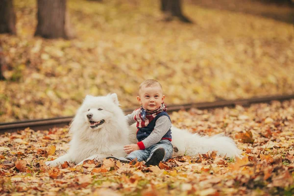 Menino senta-se ao lado do cão samoyed e brinca com ele no outono — Fotografia de Stock