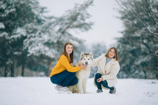 Kışın Bir Köpekle Alaskan Malamute Karlı Bir Ormandaki Iki Kız — Stok fotoğraf