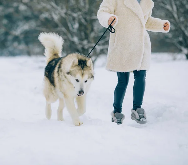 少女雪の林道を歩くし ひもにつないで犬アラスカン マラミュートをリード — ストック写真