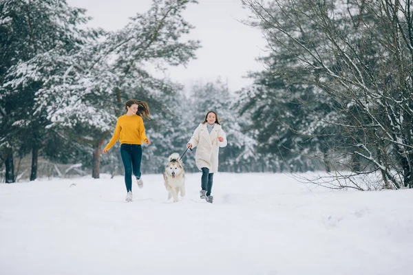 여자는 겨울에 강아지 Malamute 알래스카와 숲도로에서 — 스톡 사진