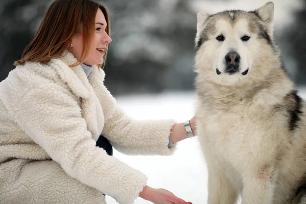 冬の散歩にアラスカン マラミュート犬の横にある少女の肖像画 — ストック写真