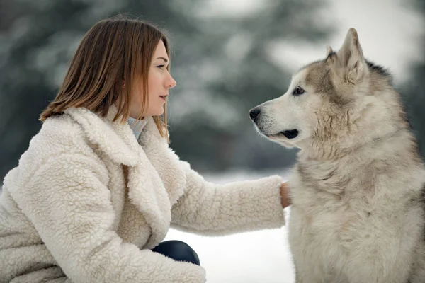 Bir Kızın Yanında Bir Köpek Için Yürümek Kışın Alaskan Malamute — Stok fotoğraf