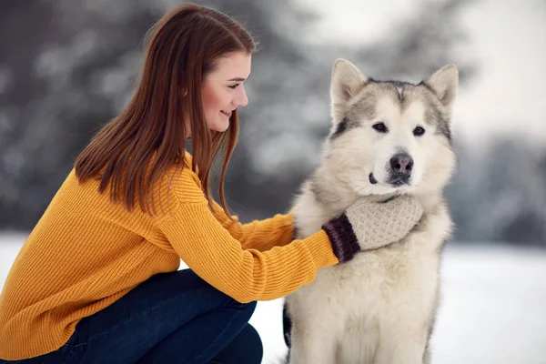 女孩坐在一只狗阿拉斯加马拉穆特旁边 在冬天拥抱他散步 — 图库照片