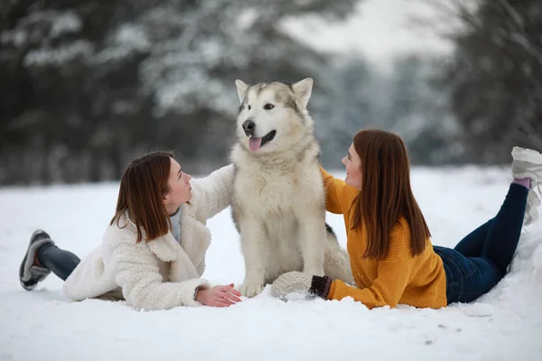 两个女孩躺在雪中 旁边是一只狗阿拉斯加马拉穆特 冬天拥抱他散步 — 图库照片
