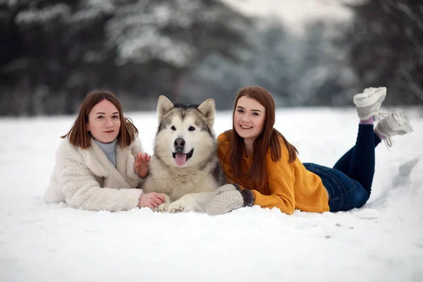 Kız Bir Köpek Alaskan Malamute Yanındaki Karda Yalan Onun Kışın — Stok fotoğraf