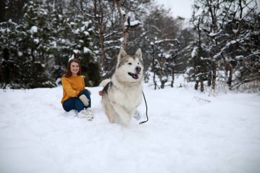 Kışın karlı bir ormandaki bir köpekle Alaskan Malamute kız yürüyor.