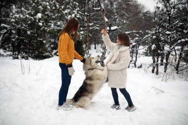 Kızlar Alaskan Malamute köpekle oynamayı ve onu bir yürüyüşe kış aylarında beslenme.
