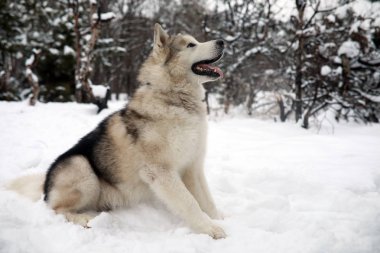 Köpek Alaskan Malamute kış ormanda bir yürüyüşe karda oturuyor.