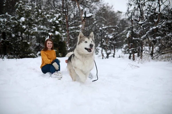 女の子は冬にアラスカン マラミュート犬と雪に覆われた森で歩く — ストック写真