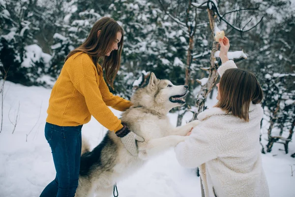 Kızlar Alaskan Malamute Köpekle Oynamayı Onu Bir Yürüyüşe Kış Aylarında — Stok fotoğraf