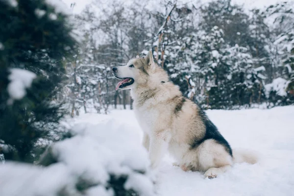 冬の森の中を歩く雪のアラスカンマラミュート犬が座っています — ストック写真